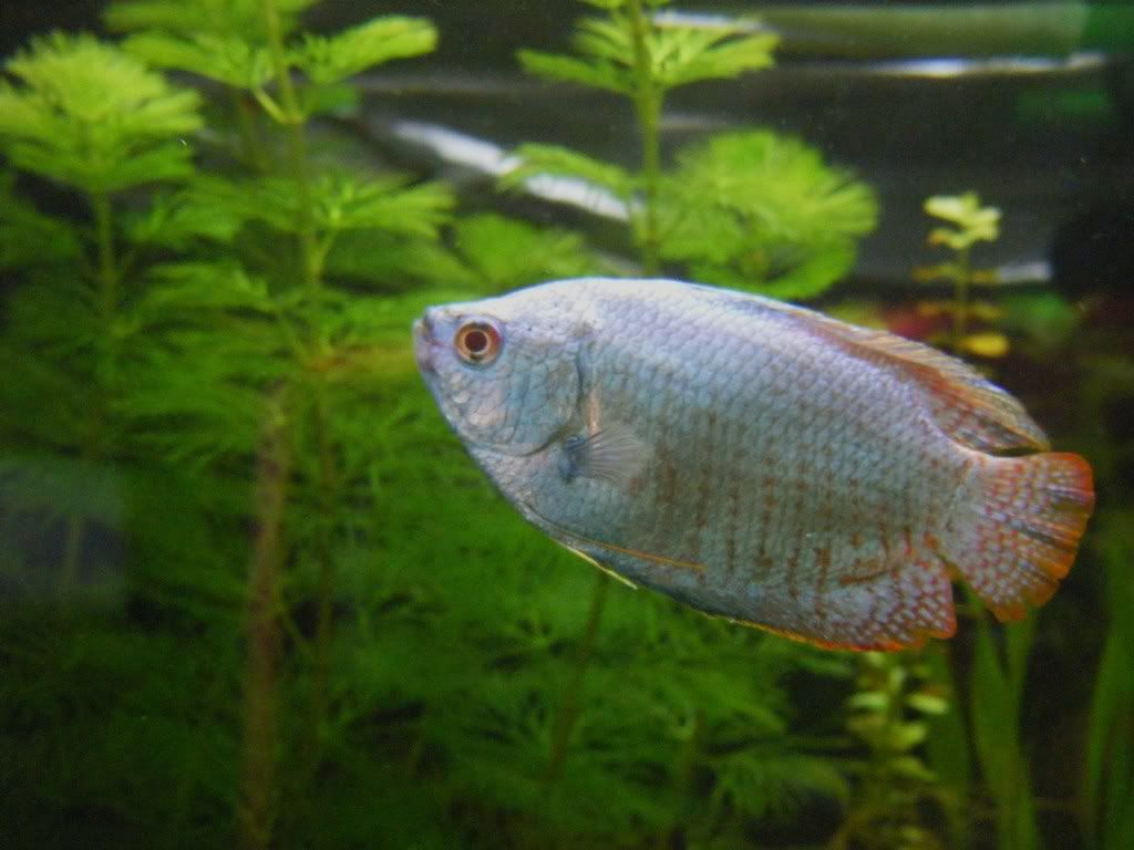 BlueDwarfGourami.jpg