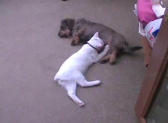 casperandpoppy.jpg