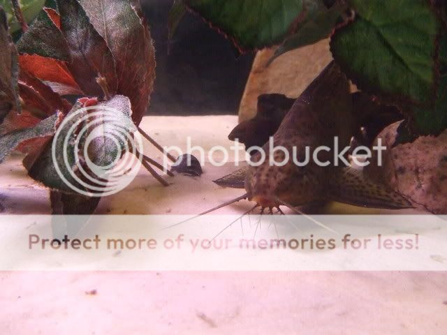 2006_11101Fish0019.jpg