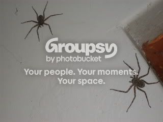 Spiders003.jpg