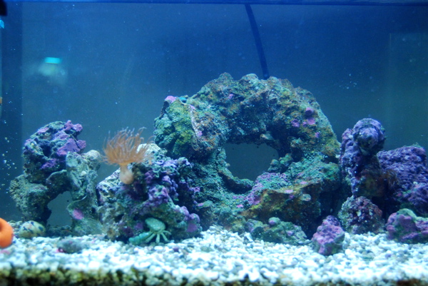Aquarium_Additions_1_by_MadCatter.jpg