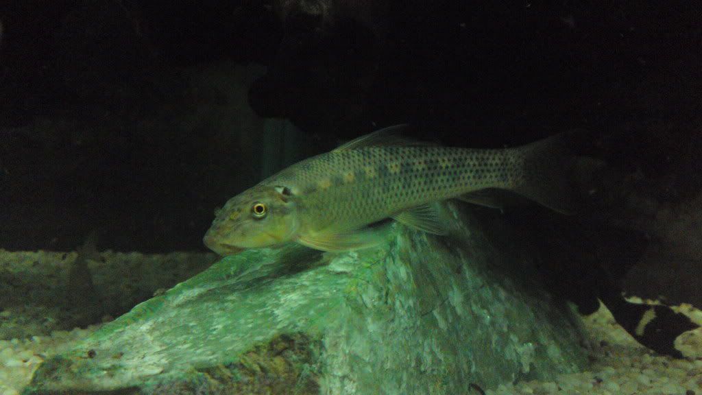 picipw092.jpg
