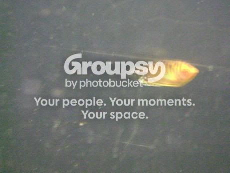 gourami-tiger2.jpg