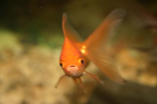 Fish004.jpg