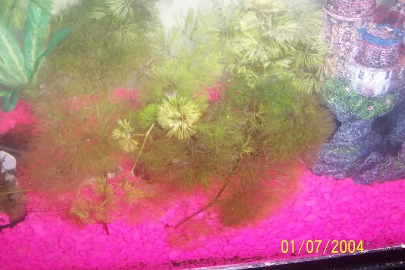 100_1171.jpg