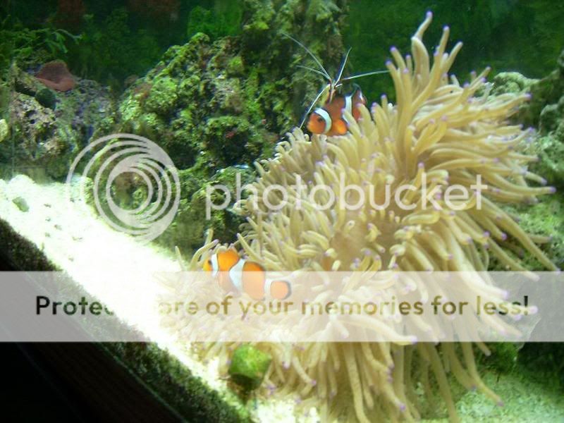 Anemoneandclowns2.jpg