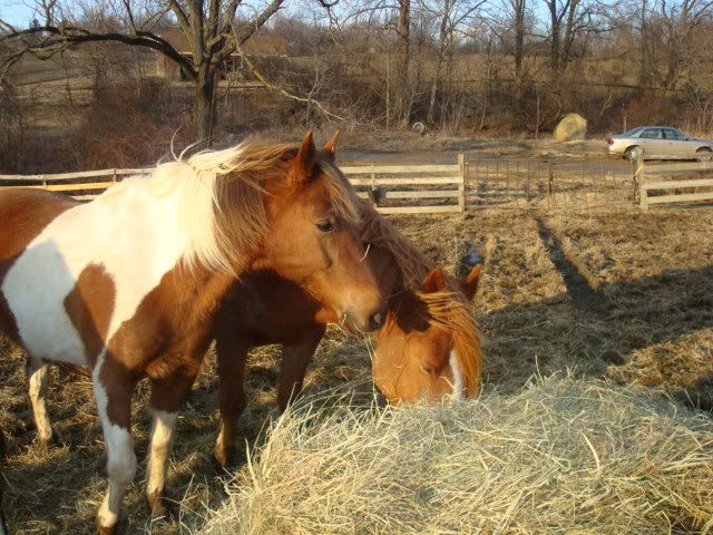 horsies008.jpg