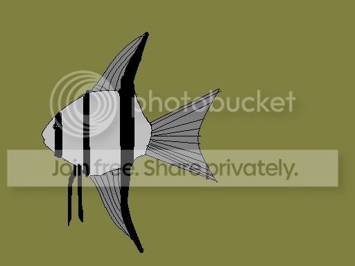 Angelfish-1.jpg