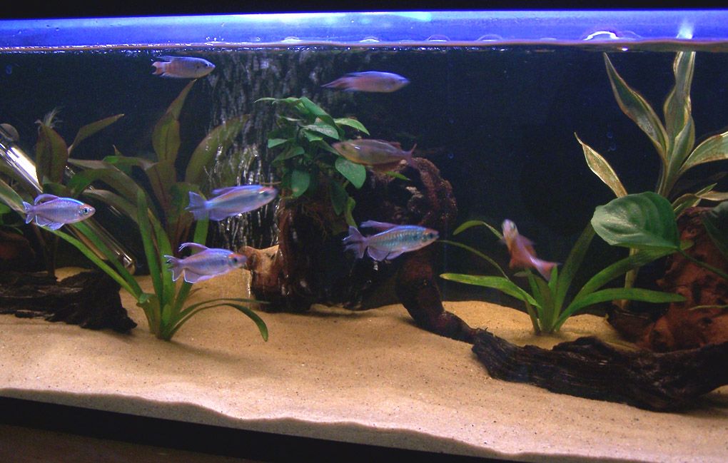 shoal1.jpg