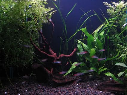 TCfishies.jpg
