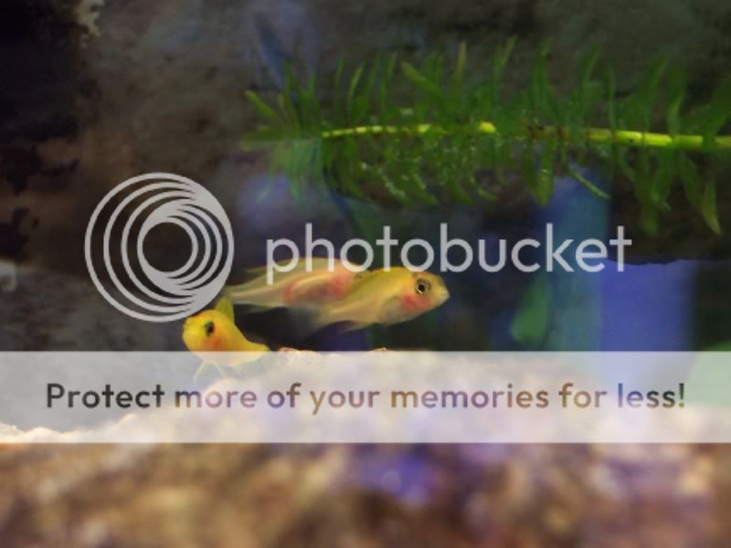 camerafryect011.jpg