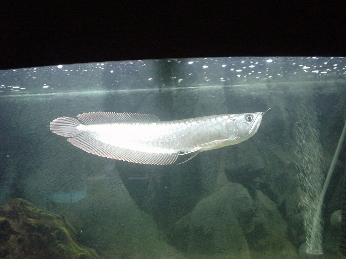 fish003.jpg