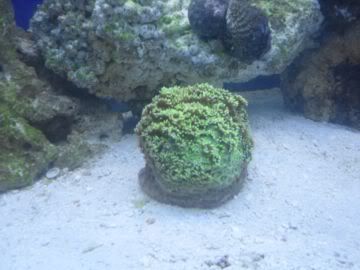 Greencoral.jpg