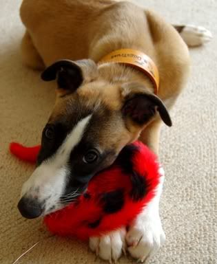 Puppy2.jpg