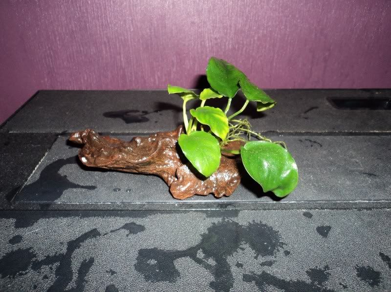 DSC00126.jpg