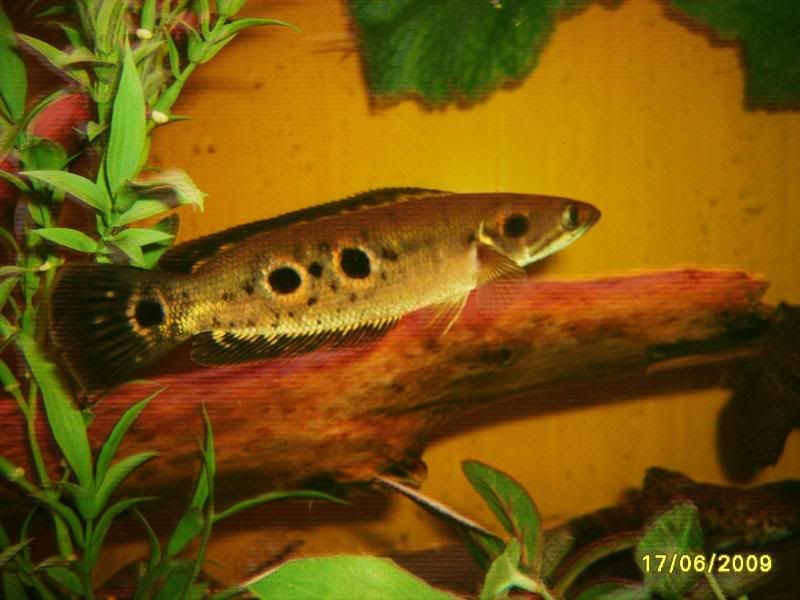 yellowsmellow138.jpg