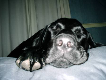 sleepdog.jpg