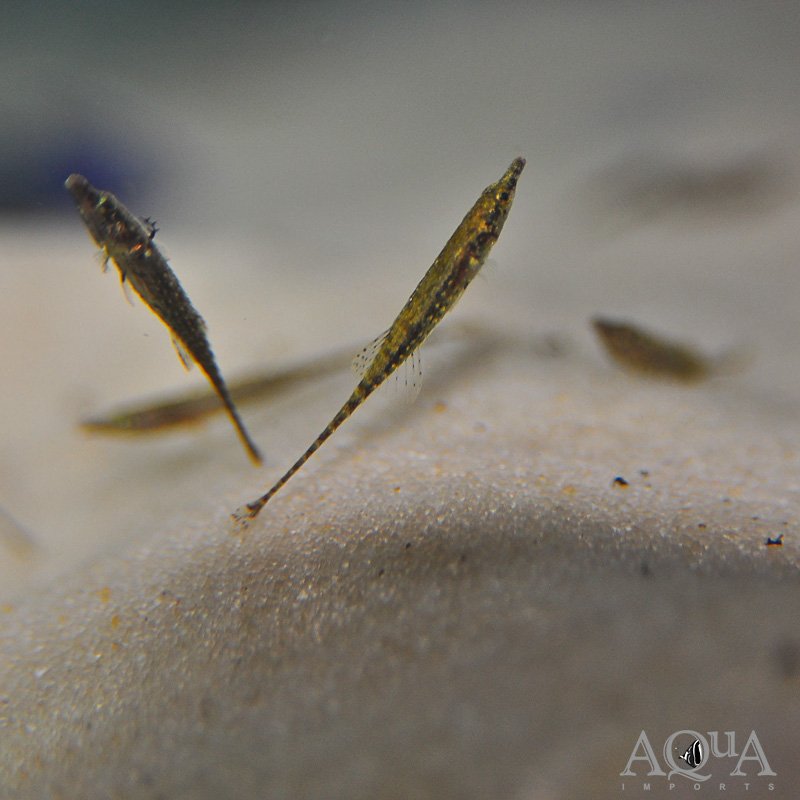 www.aqua-imports.com