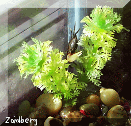 Crabs-Zoidberg.gif