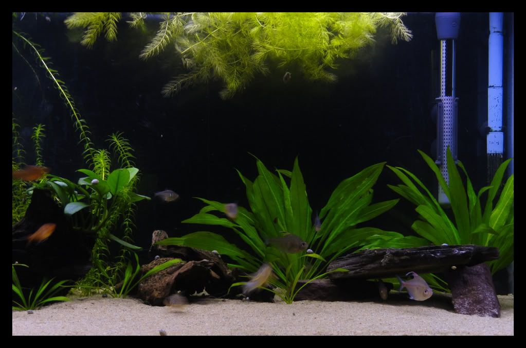 Fish016-001.jpg