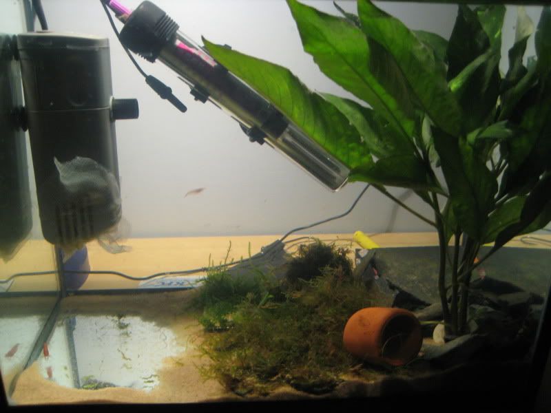 shrimptank002.jpg