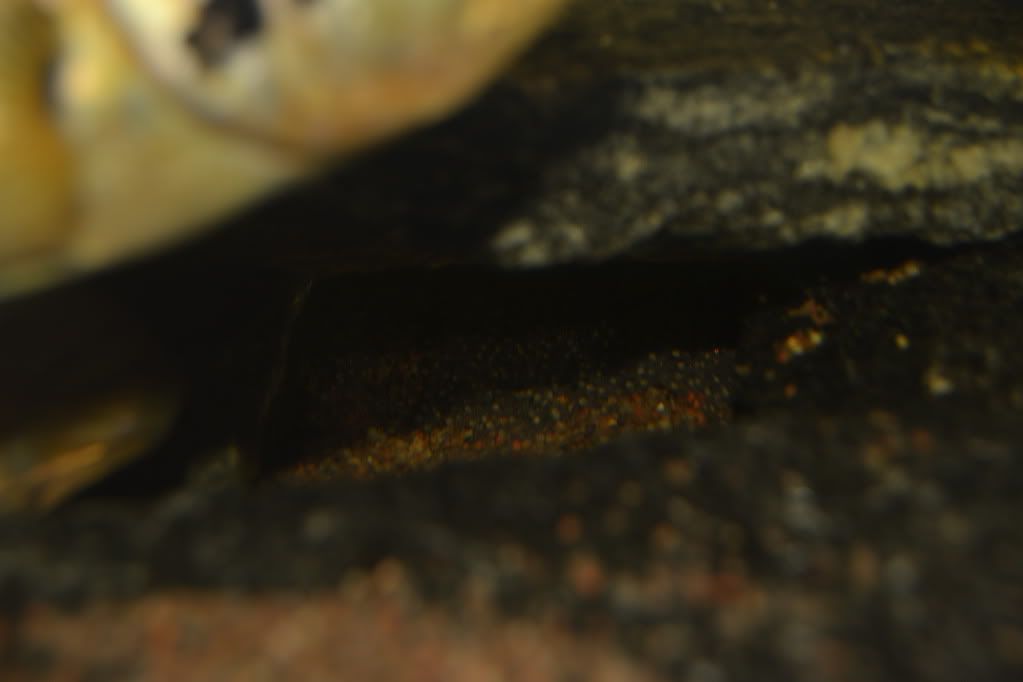 DSC_0694.jpg