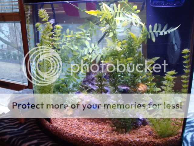 tropicalfish001.jpg