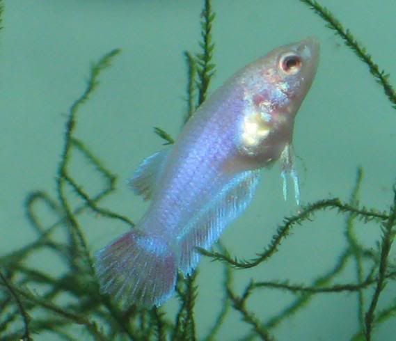 Fish252.jpg
