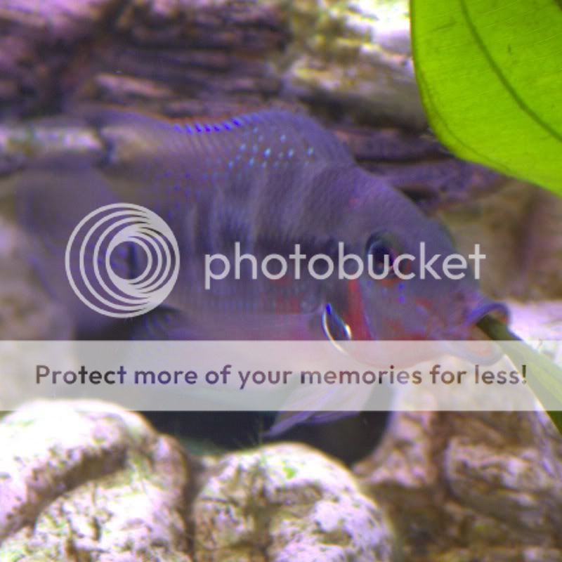 firemouthsuckingsmaller.jpg