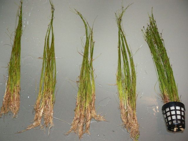 cryptsandeleocharis004.jpg