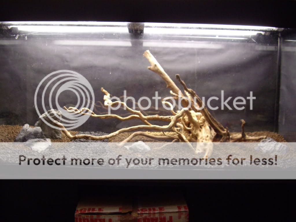 IMGP4595.jpg