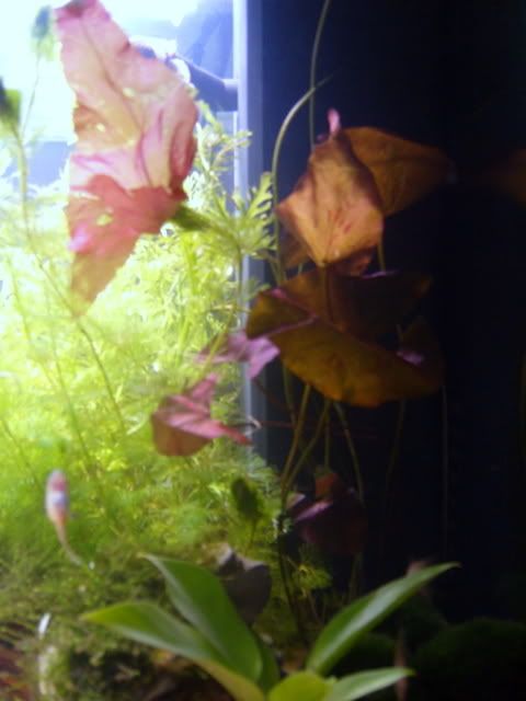 SS100056-1.jpg