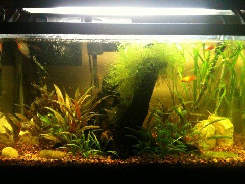 planttank_zpsfe390709.jpg