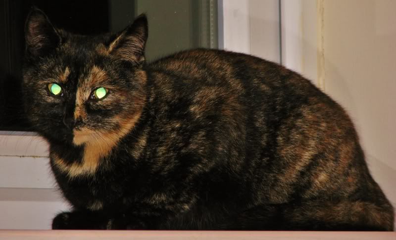 katt023.jpg