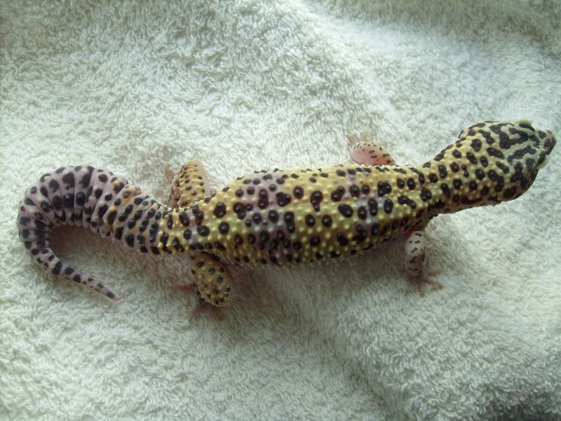 Picsofpetsoctober08097.jpg