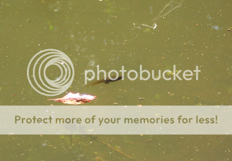 tadpole.png