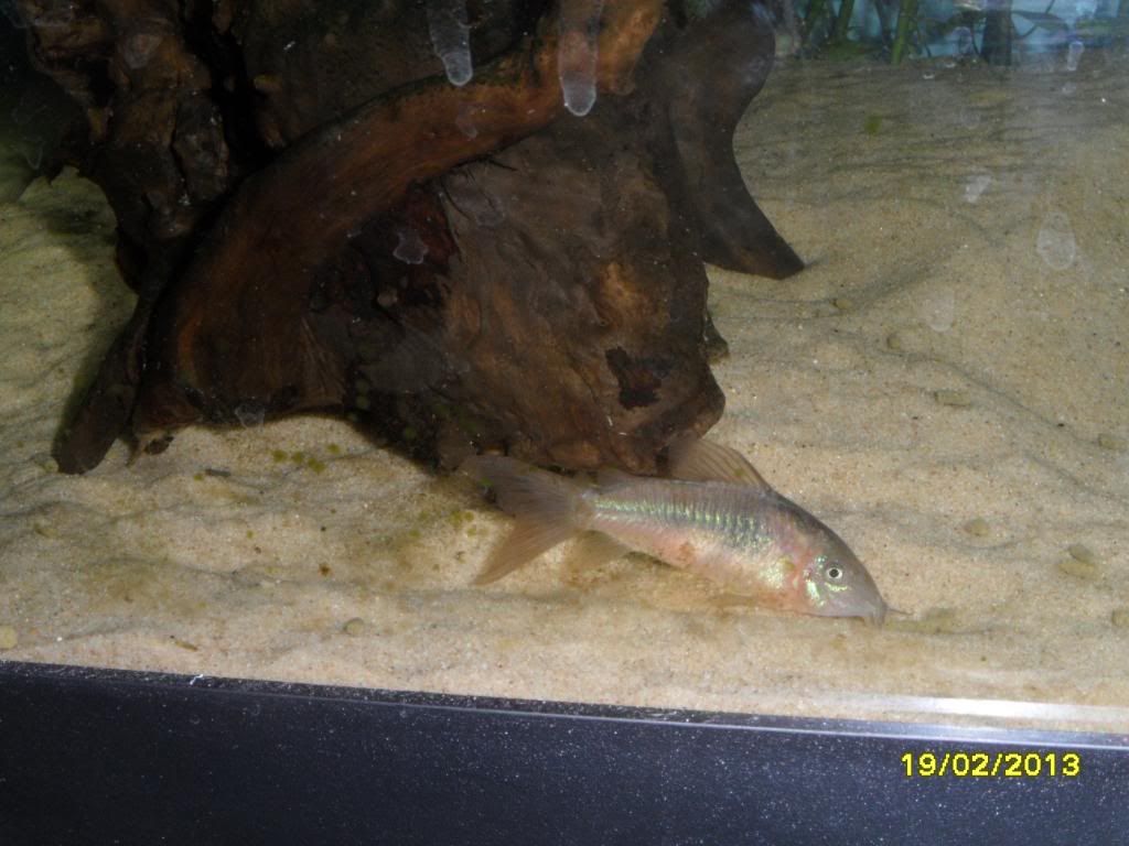 SAM_0675_zps5c991c07.jpg