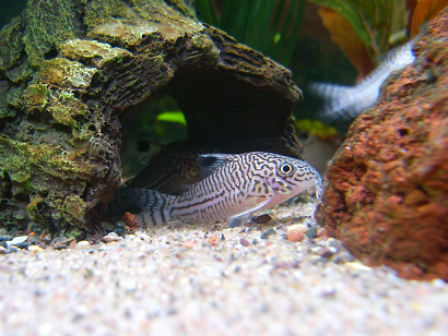 Corydoras11.png