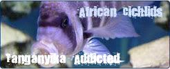 africantang.jpg
