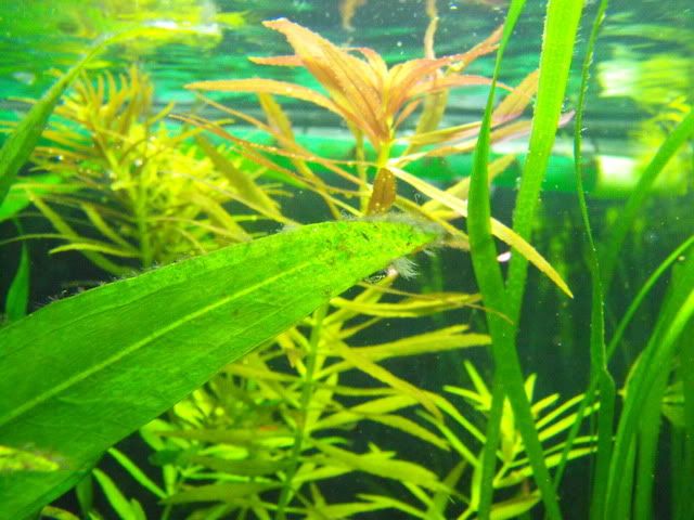 2010_1029algae0028.jpg