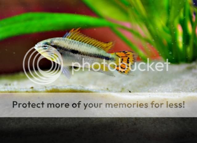 apisto.jpg