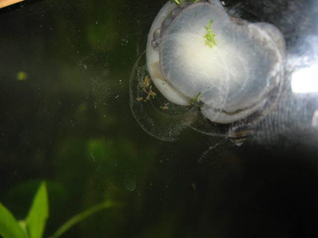 fish072.jpg