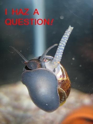 snail_question.jpg