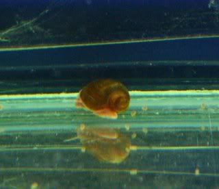 Snails2.jpg