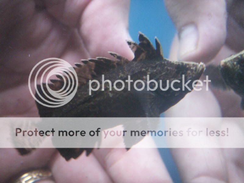 PICT0008a.jpg