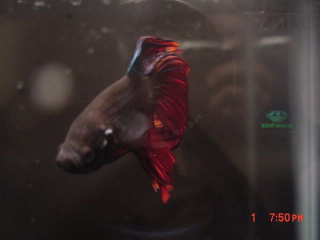 DSC00198.jpg