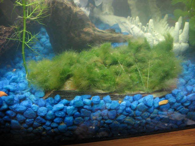 fish018.jpg