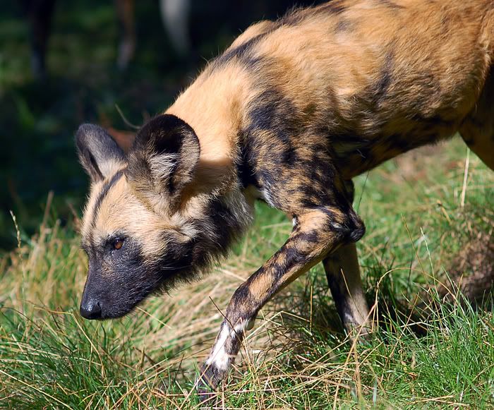 wilddog_02.jpg