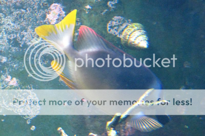 SaltwaterFish2.jpg