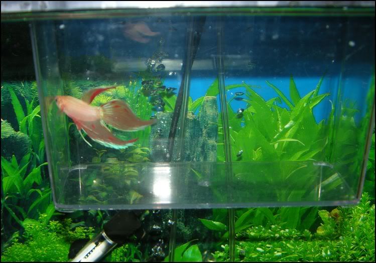 Betta2a.jpg